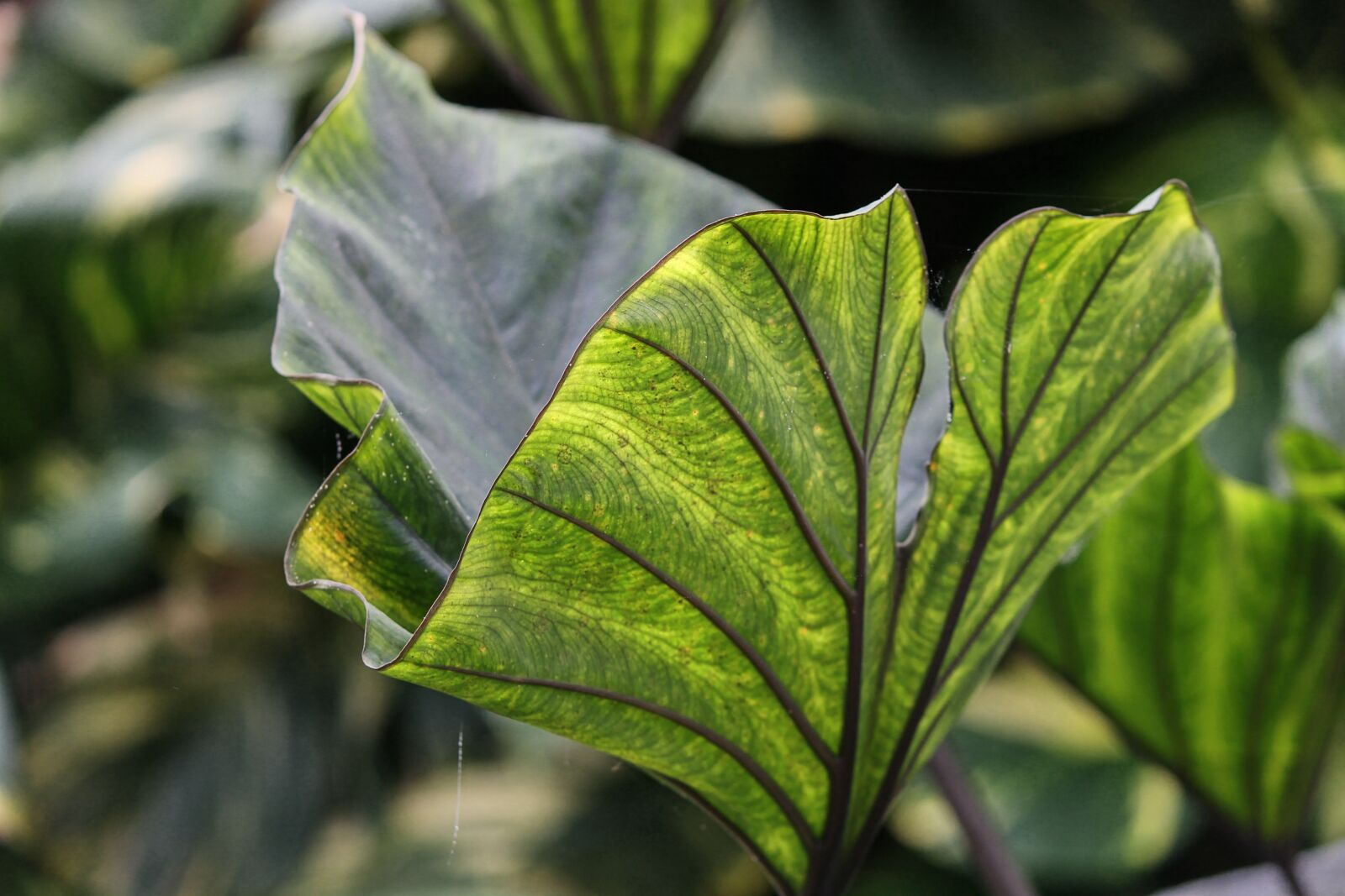 Canon EOS 1100D (EOS Rebel T3 / EOS Kiss X50) sample photo. Taro, colocasia esculenta, leaf photography