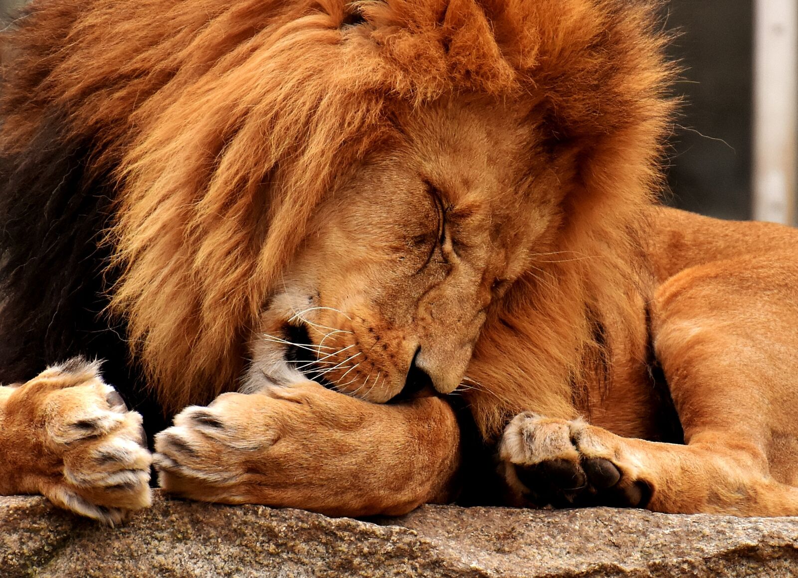 Nikon D7200 sample photo. Lion, predator, dangerous photography