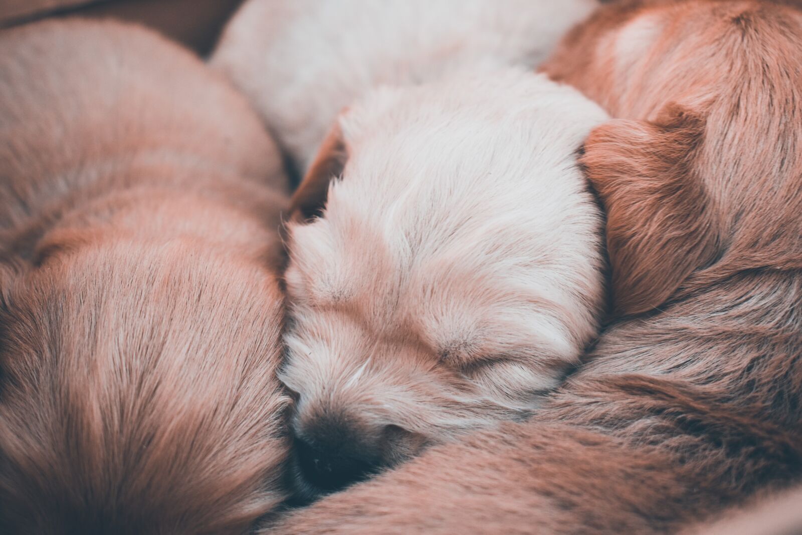 Nikon D3500 sample photo. Dogs, pupies, animals photography