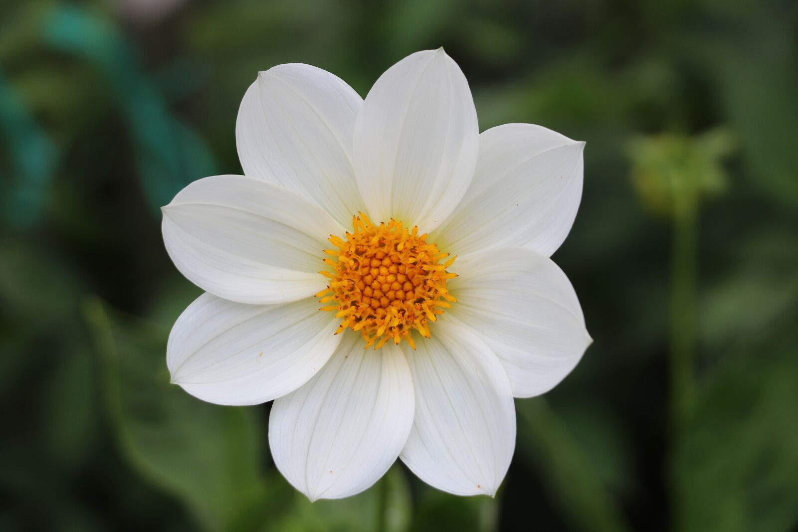 Canon EOS 750D (EOS Rebel T6i / EOS Kiss X8i) sample photo. Flower, nature, petals photography