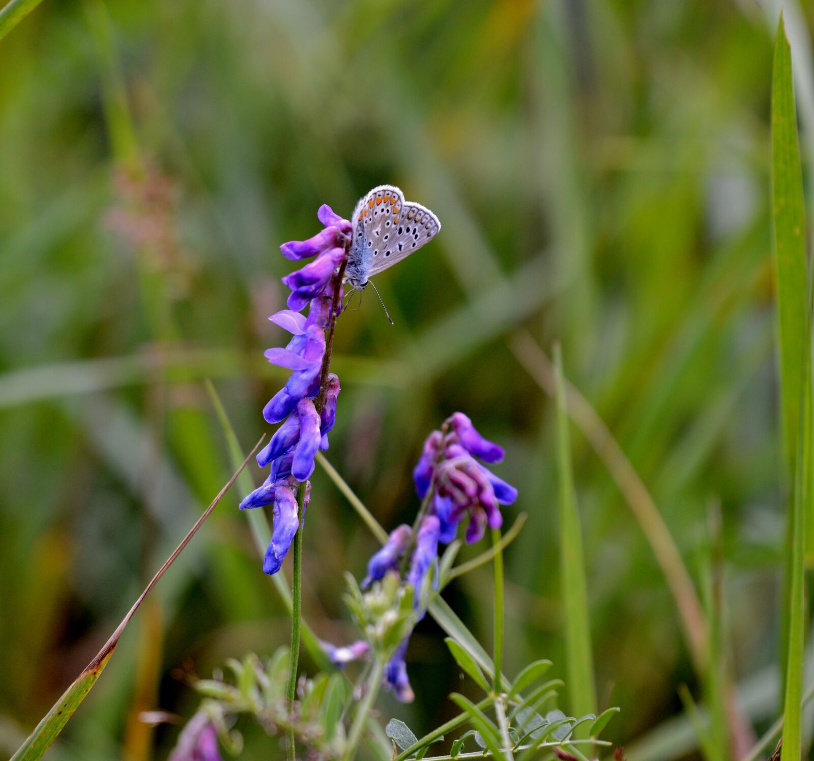 Nikon D600 sample photo. Butterfly, nature, bug photography