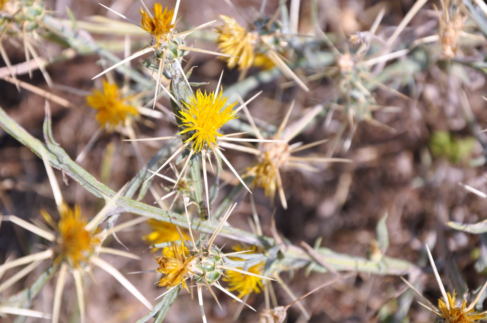 Nikon D90 sample photo. Flower, nature, spring photography