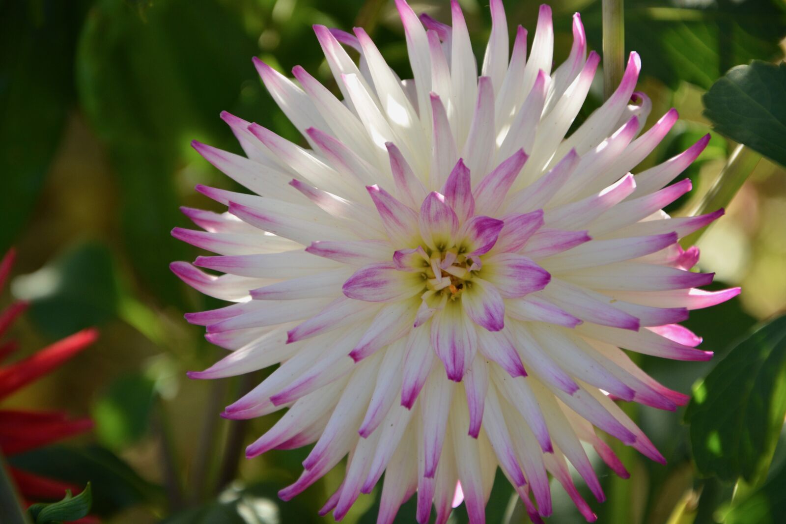 Nikon D5200 sample photo. Flower, plant petals, fulfillment photography