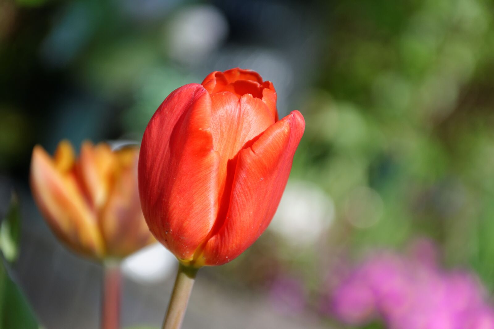Nikon D5300 sample photo. Tulips, spring, red photography