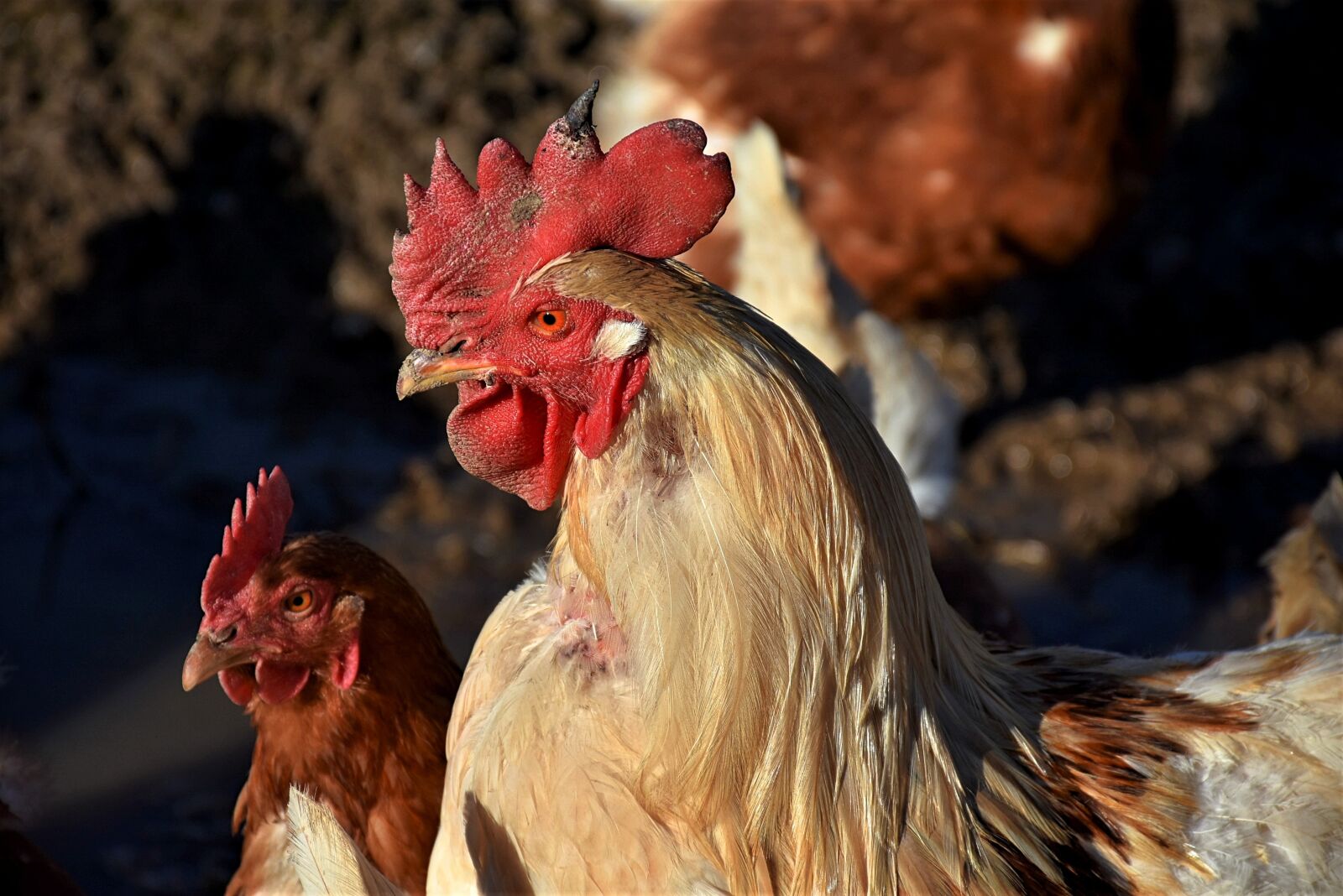 Nikon D7200 sample photo. Gockel, poultry, hahn photography