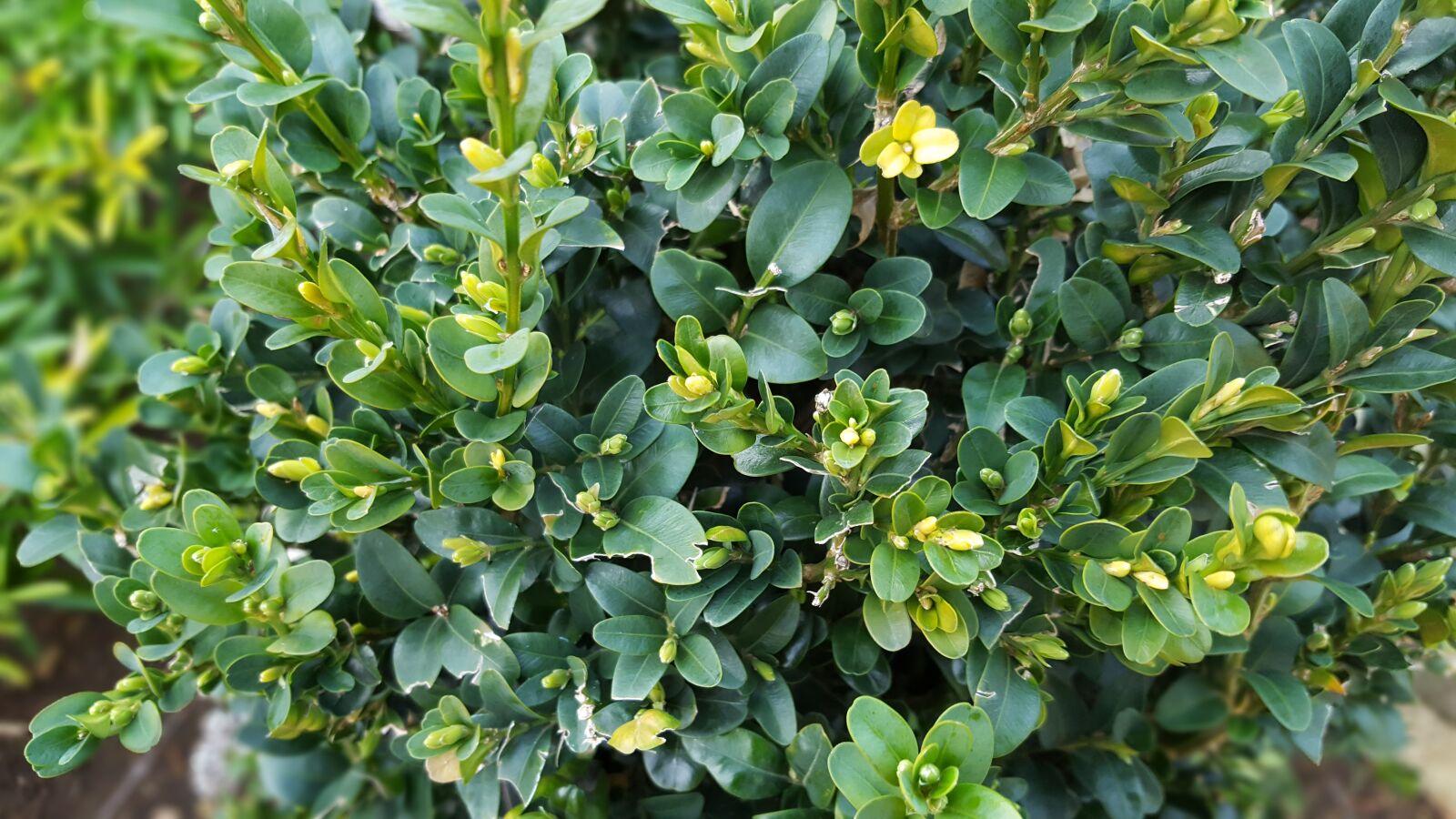 Samsung Galaxy S6 sample photo. Box, hedge, topiary photography