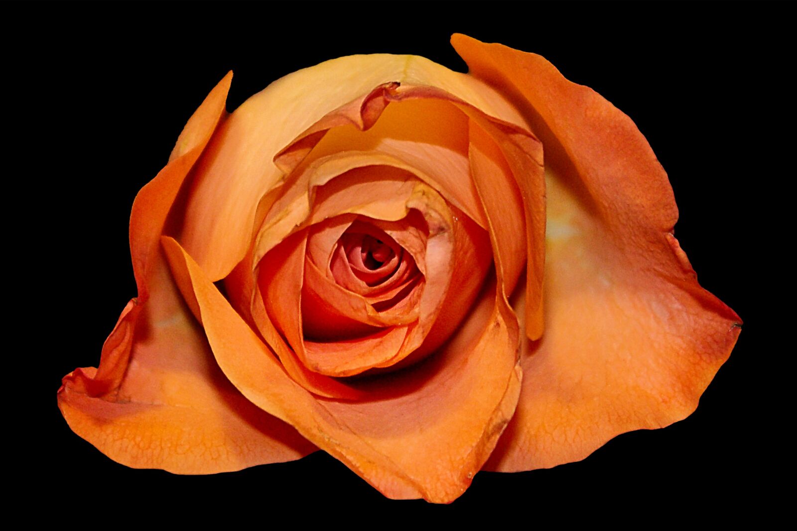 Canon EOS 1200D (EOS Rebel T5 / EOS Kiss X70 / EOS Hi) sample photo. Rose, blossom, bloom photography