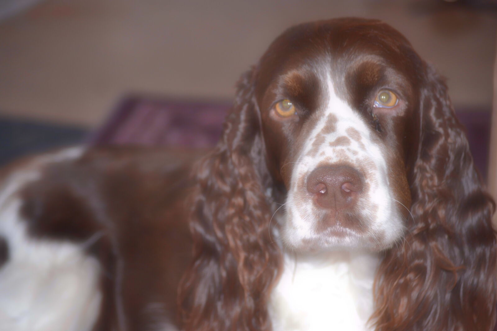Nikon D3100 sample photo. Dog, springer, spaniel, inside photography
