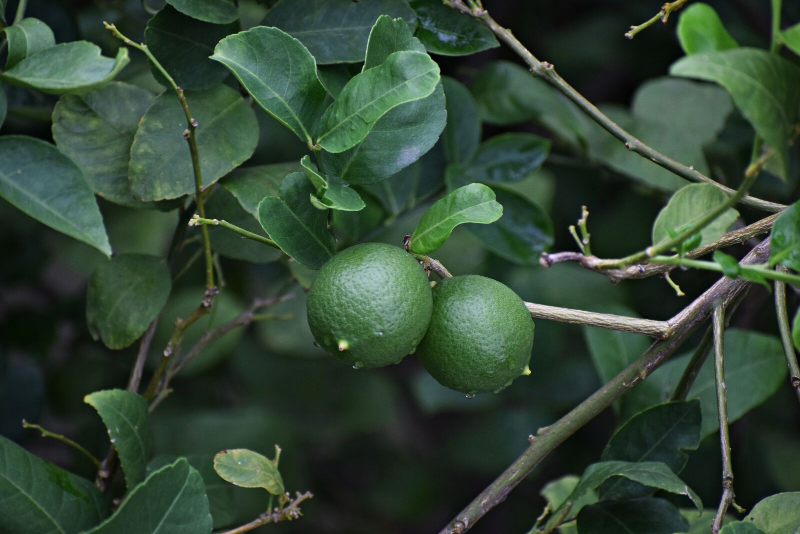 Nikon D3300 sample photo. Citrus, fruits, lemon photography