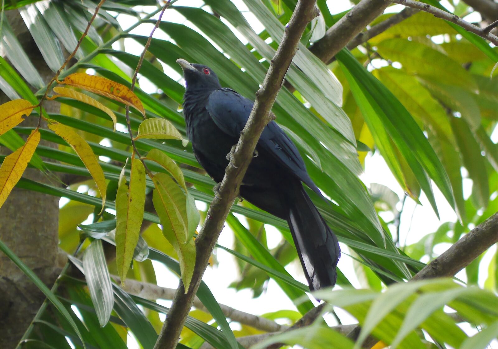 Panasonic Lumix DMC-GH3 sample photo. Nature, tropical, tree photography