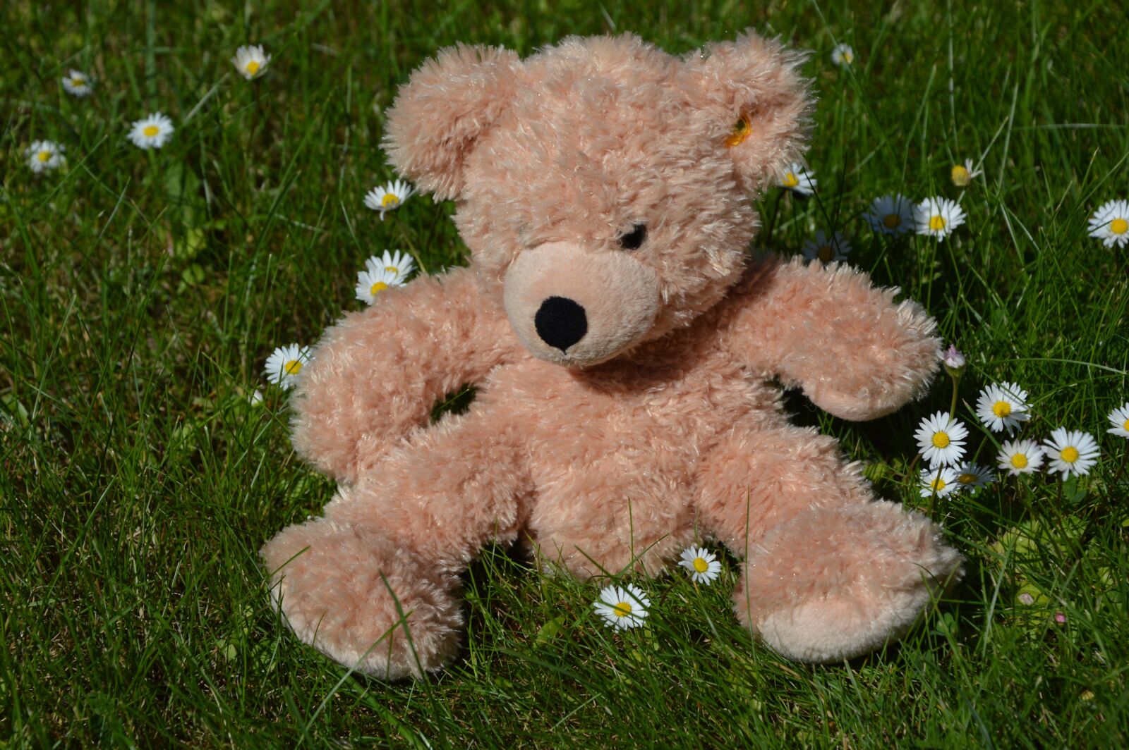Nikon D3200 sample photo. Teddy, flower meadow, summer photography