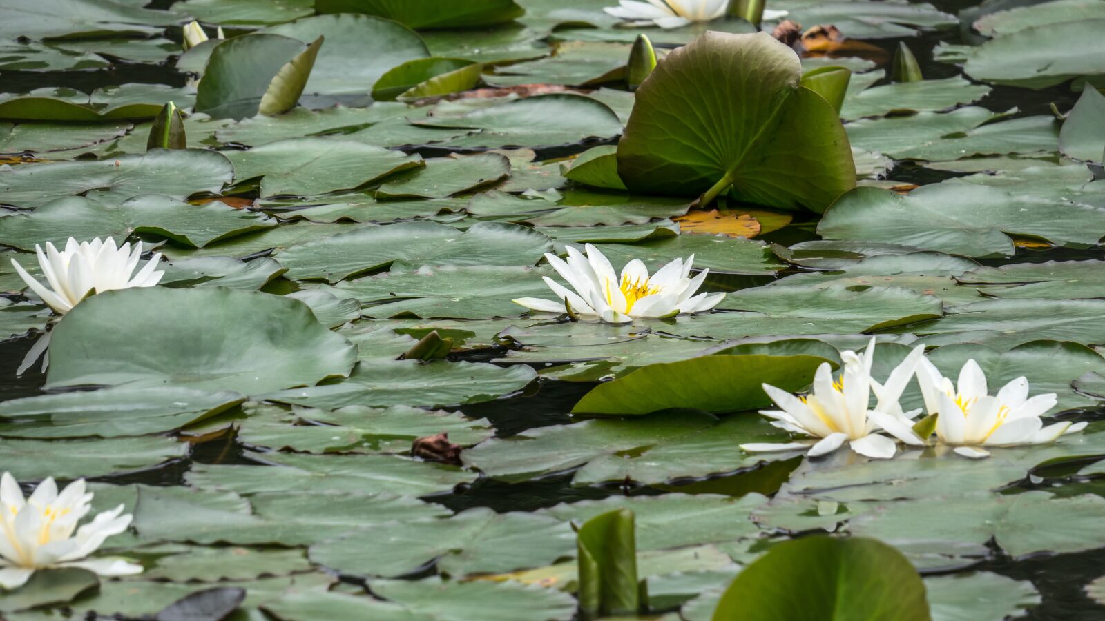 Canon PowerShot G3 X sample photo. Water lily, blossom, bloom photography
