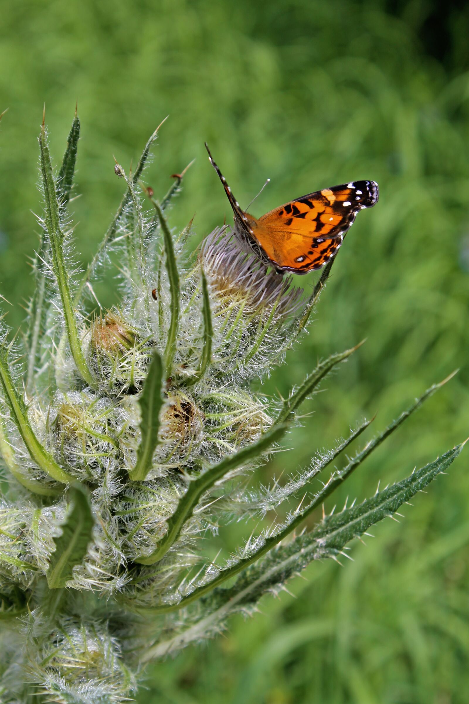 Canon EOS 1100D (EOS Rebel T3 / EOS Kiss X50) sample photo. Butterfly, flower, insect photography