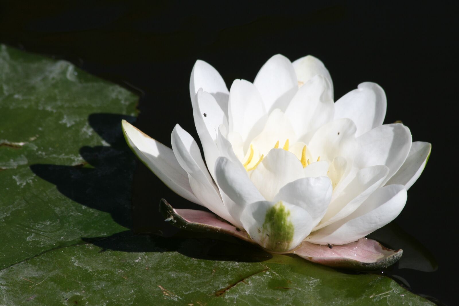 Canon EOS 400D (EOS Digital Rebel XTi / EOS Kiss Digital X) sample photo. Water lily, flower, sunlight photography