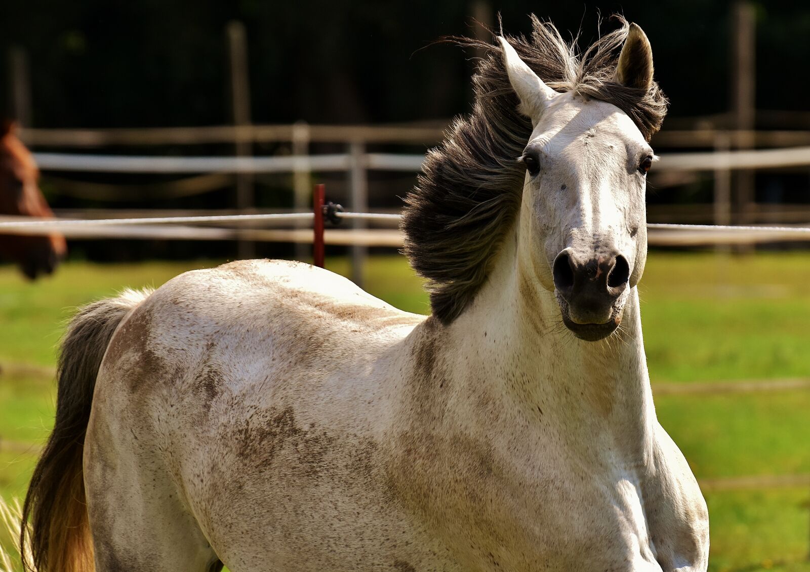 Nikon D7200 sample photo. Horse, mold, pony photography