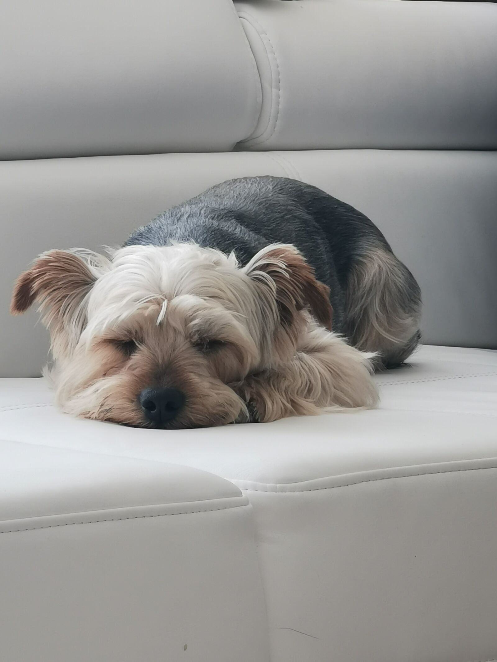 HUAWEI P30 Pro sample photo. Rocki, york, dog photography