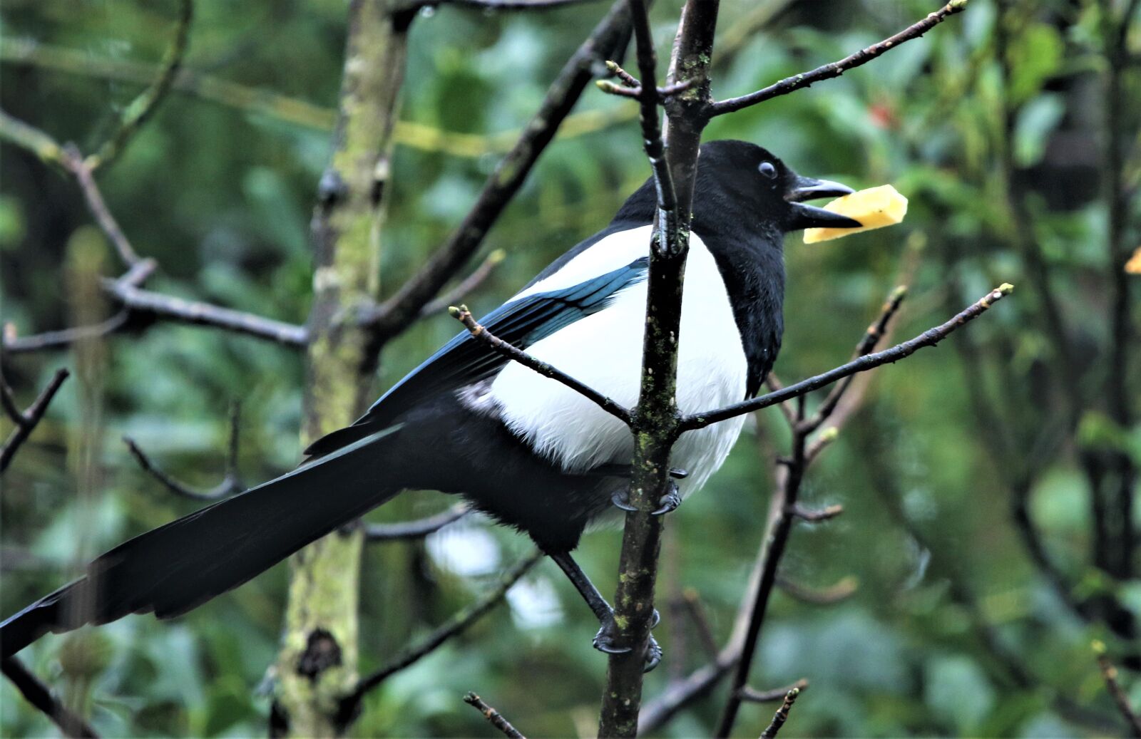150-600mm F5-6.3 DG OS HSM | Contemporary 015 sample photo. Bird, magpie, plumage photography