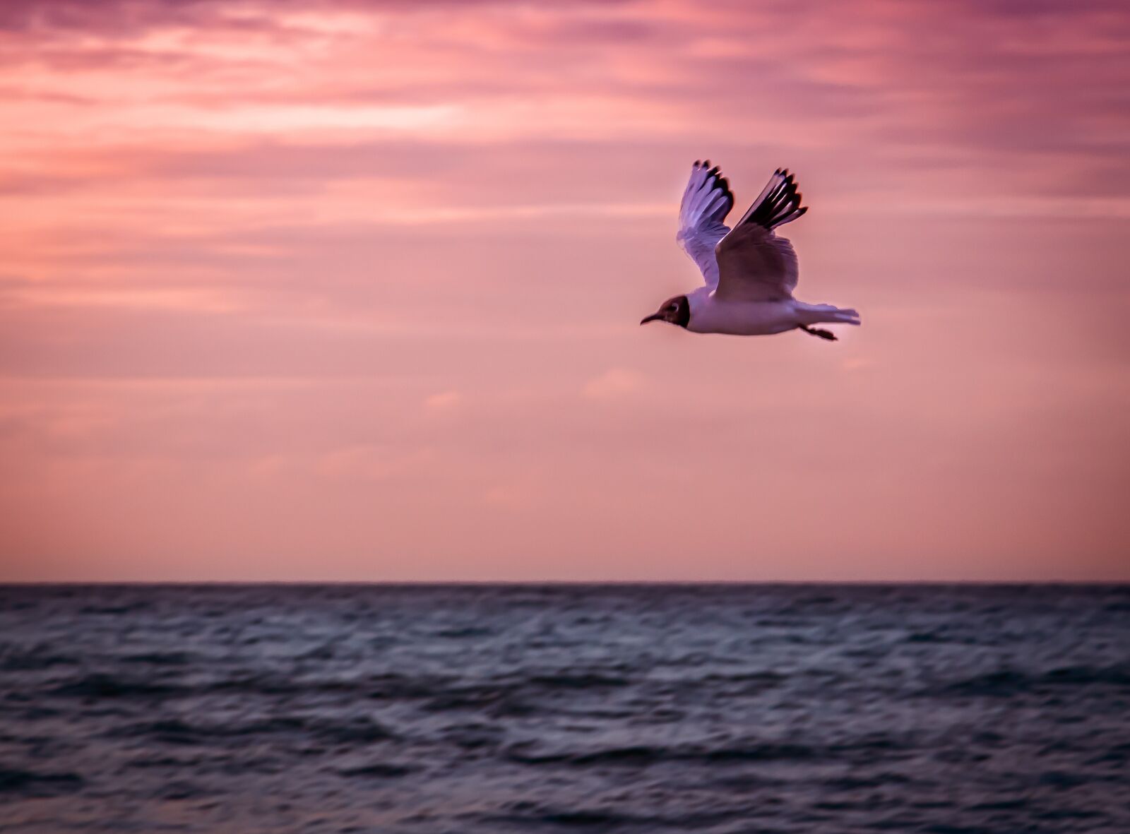 Canon EOS 80D + Canon EF 24-105mm F4L IS USM sample photo. Bird, seagull, animal photography