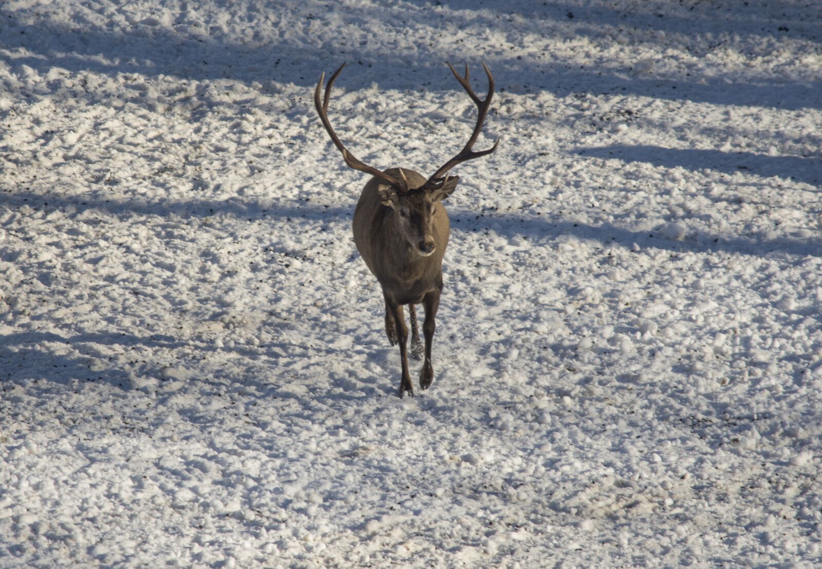 Nikon D7200 sample photo. Snow, winter, cold photography