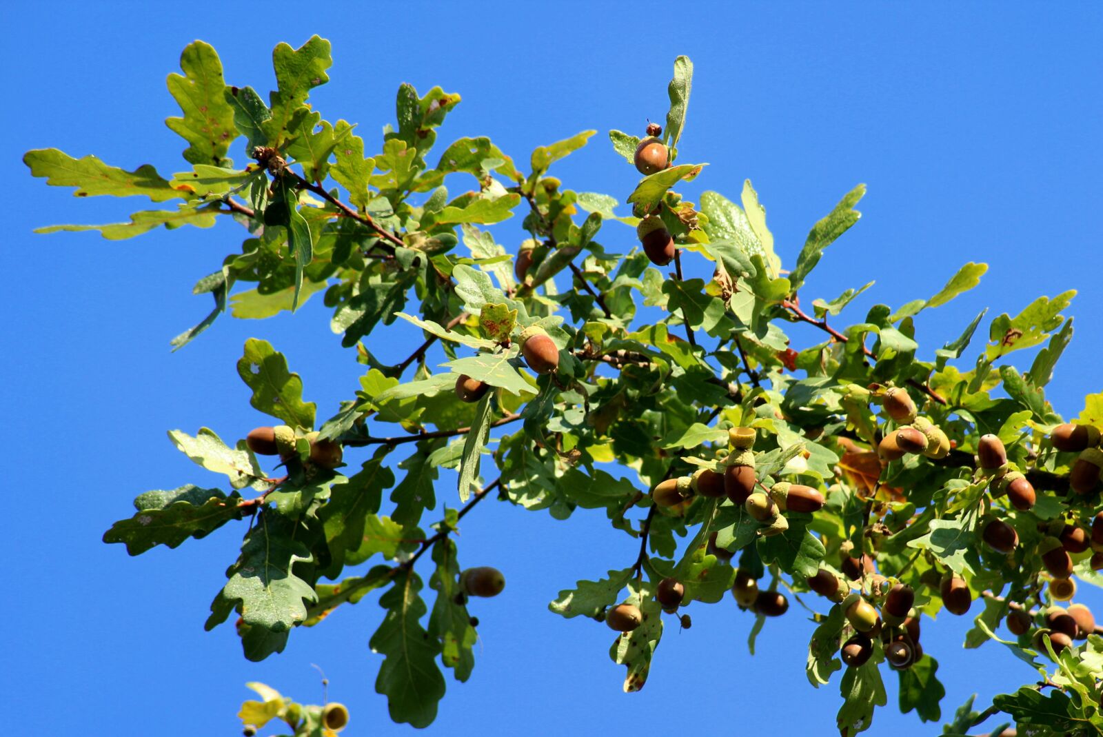 Canon EOS 1200D (EOS Rebel T5 / EOS Kiss X70 / EOS Hi) sample photo. Oak, acorns, branch photography