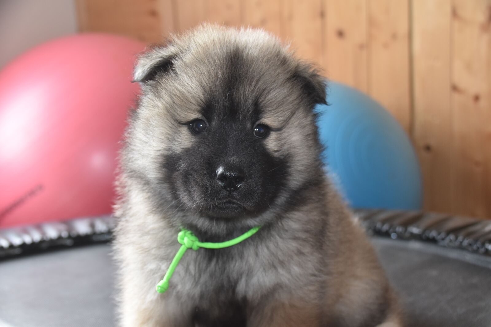Nikon D5600 sample photo. Dog, pup, dog eurasier photography