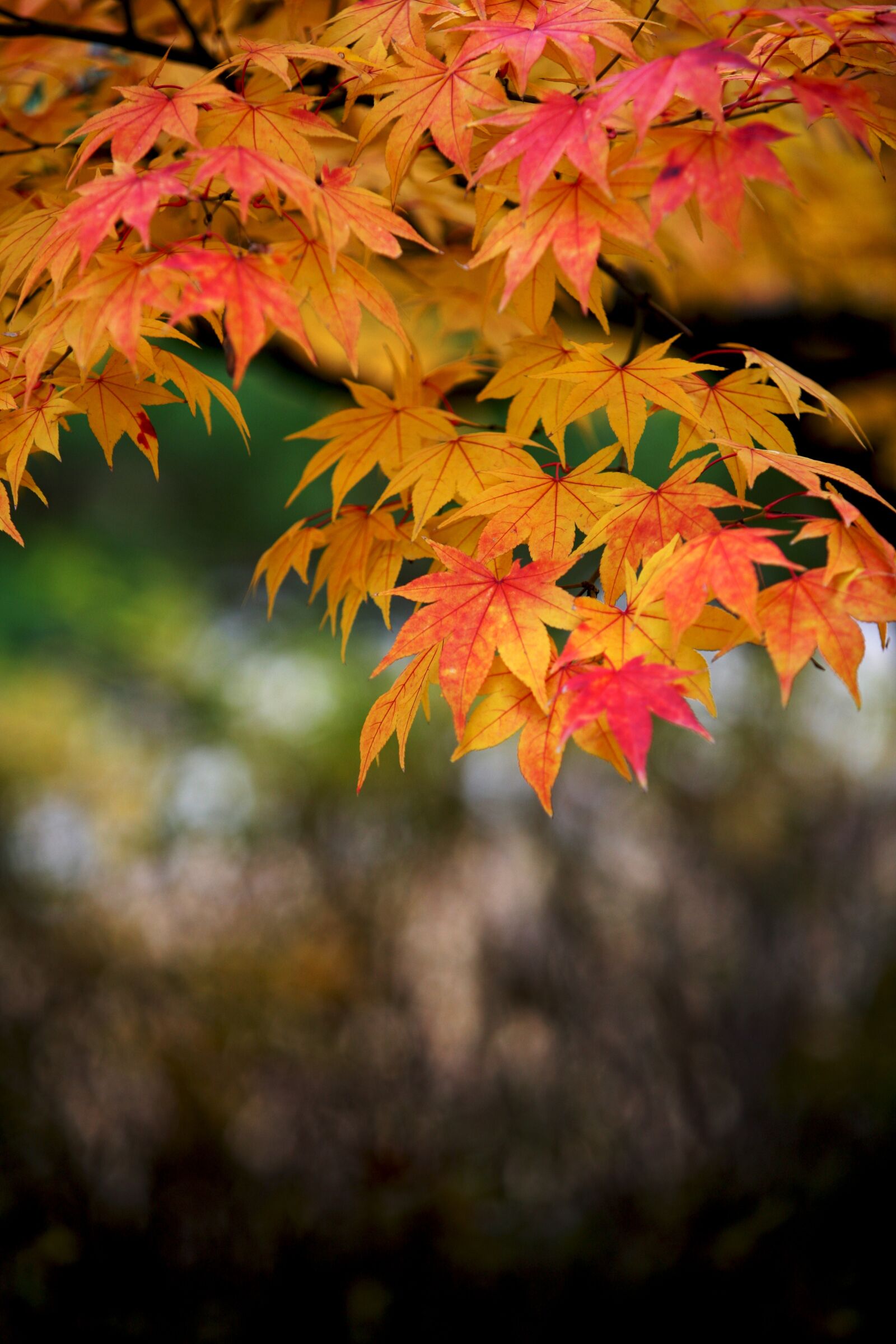 Canon EOS 5D sample photo. Autumn leaves, autumn, red photography