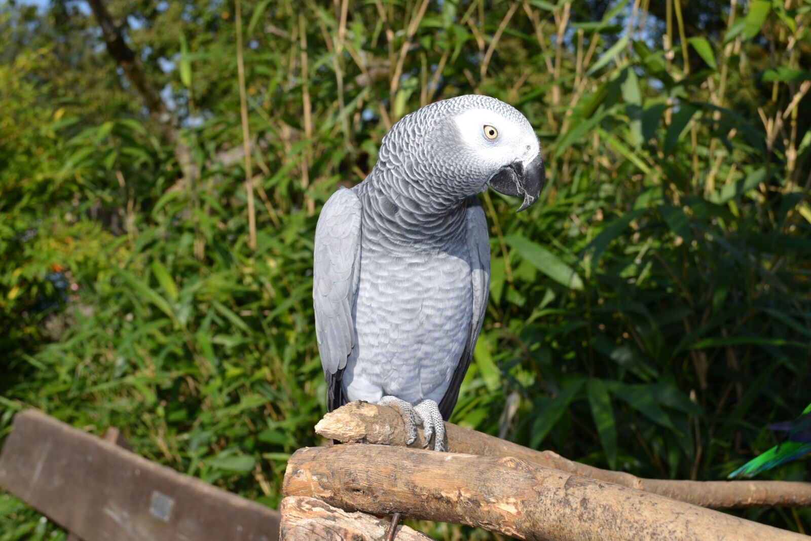 Nikon D3100 sample photo. Parrot, birds, bird photography