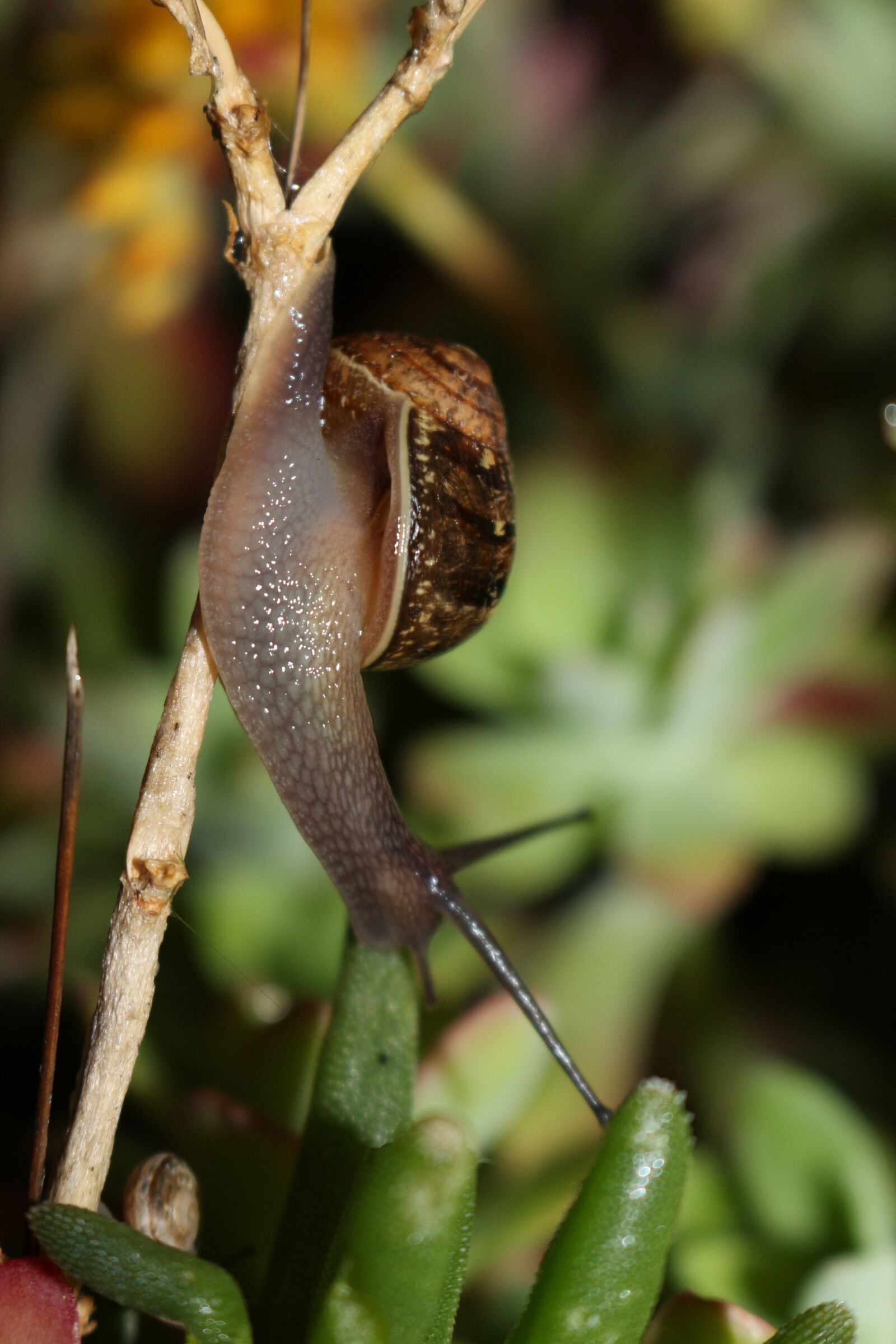Canon EOS 700D (EOS Rebel T5i / EOS Kiss X7i) + Canon EF-S 18-55mm F3.5-5.6 IS STM sample photo. Snail, horns, crawl photography