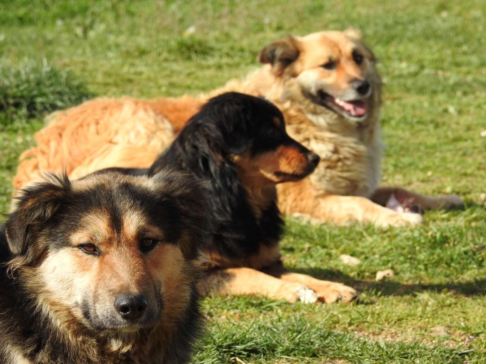 Nikon Coolpix P900 sample photo. Animals, dogs, german shepherd photography