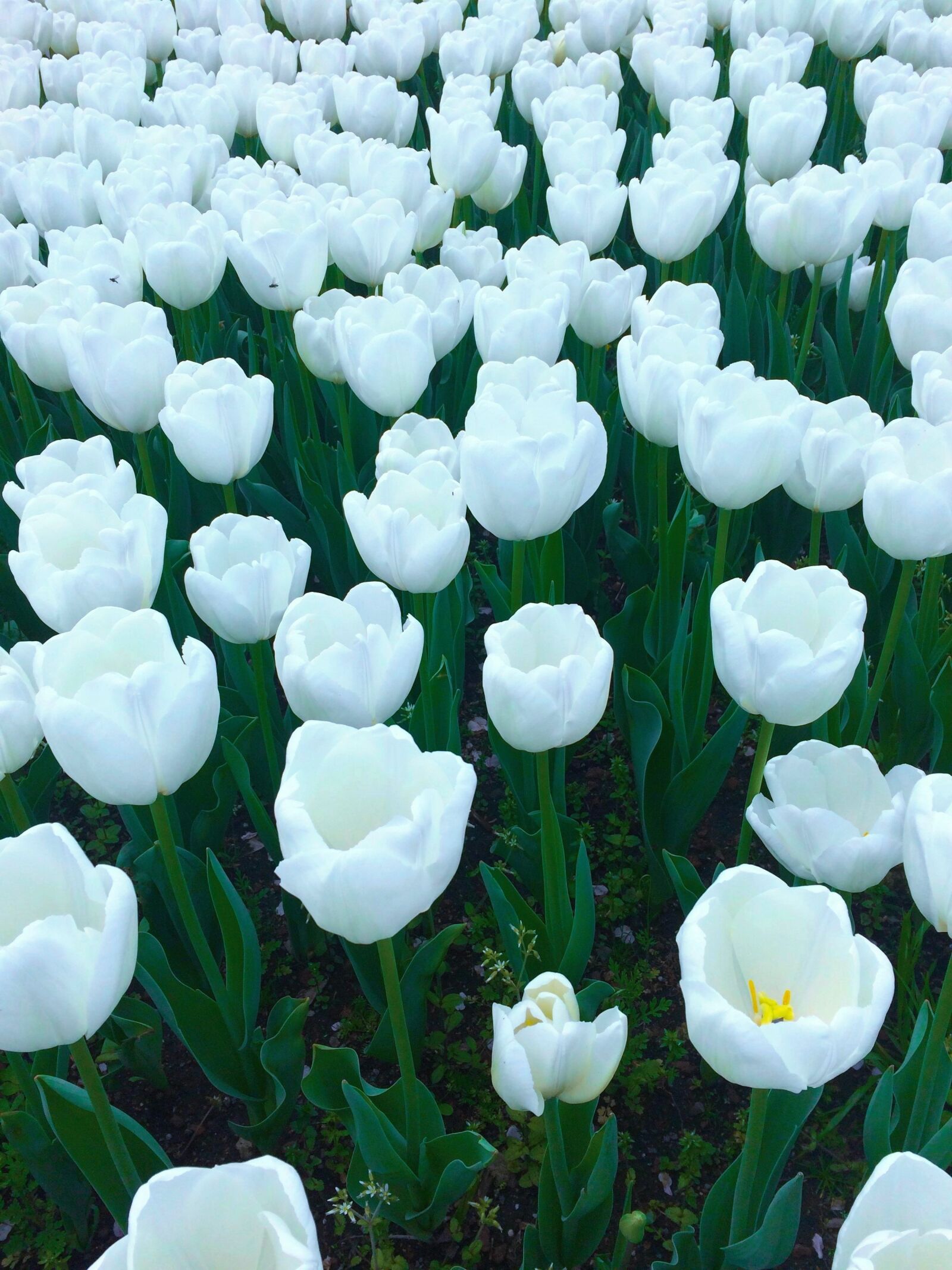 Apple iPhone 5s sample photo. Tulip, flowers, white photography
