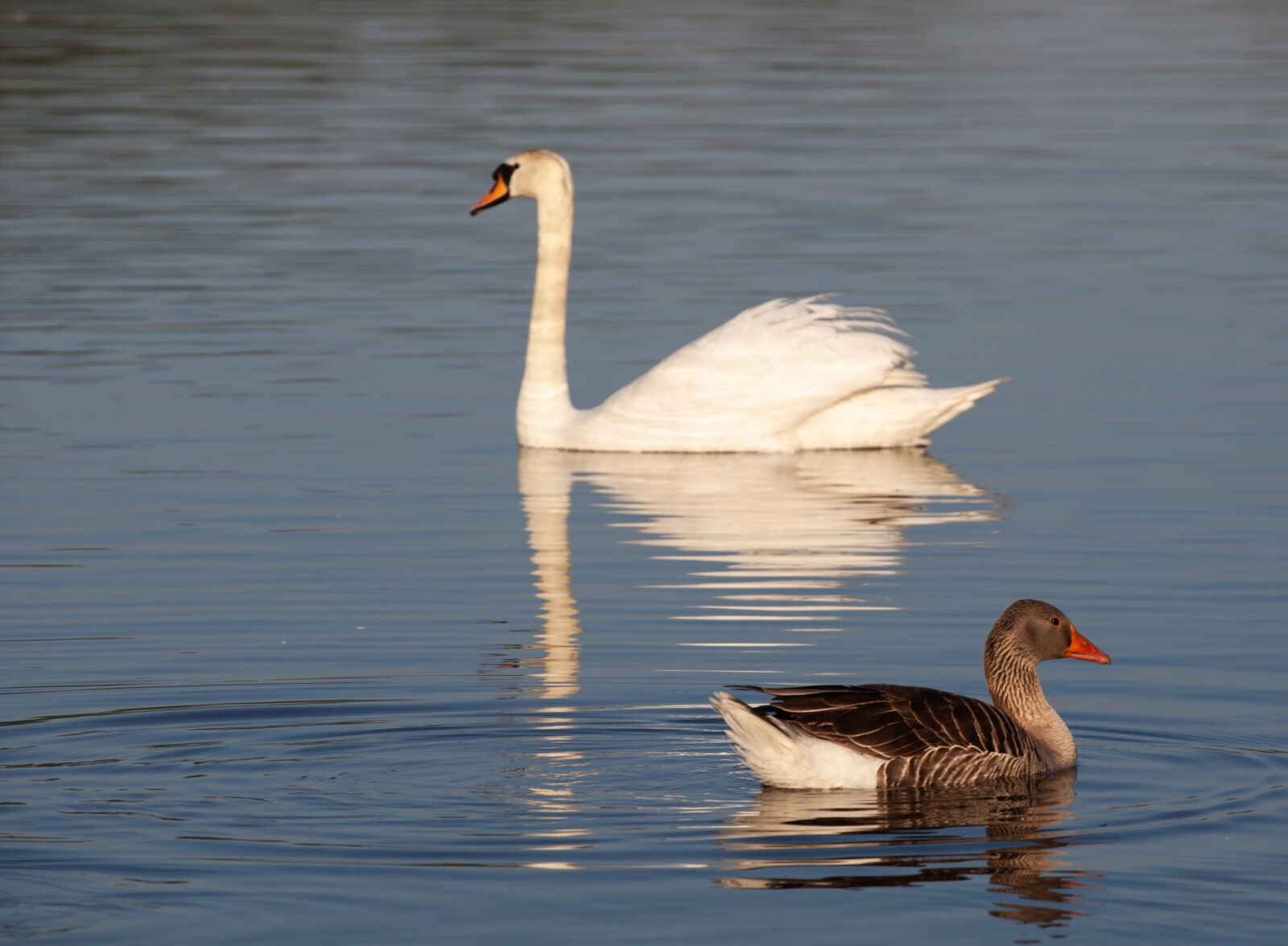 Canon EF 70-200mm F4L USM sample photo. Swan and goose, swan photography