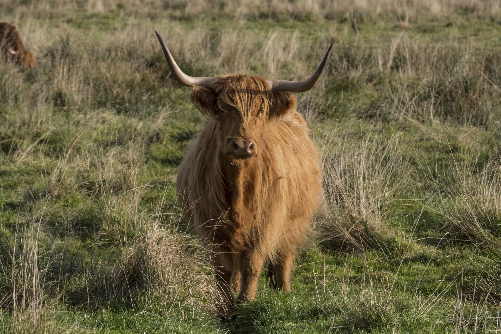 Olympus OM-D E-M10 sample photo. Galloway, beef, scottish hochlandrind photography