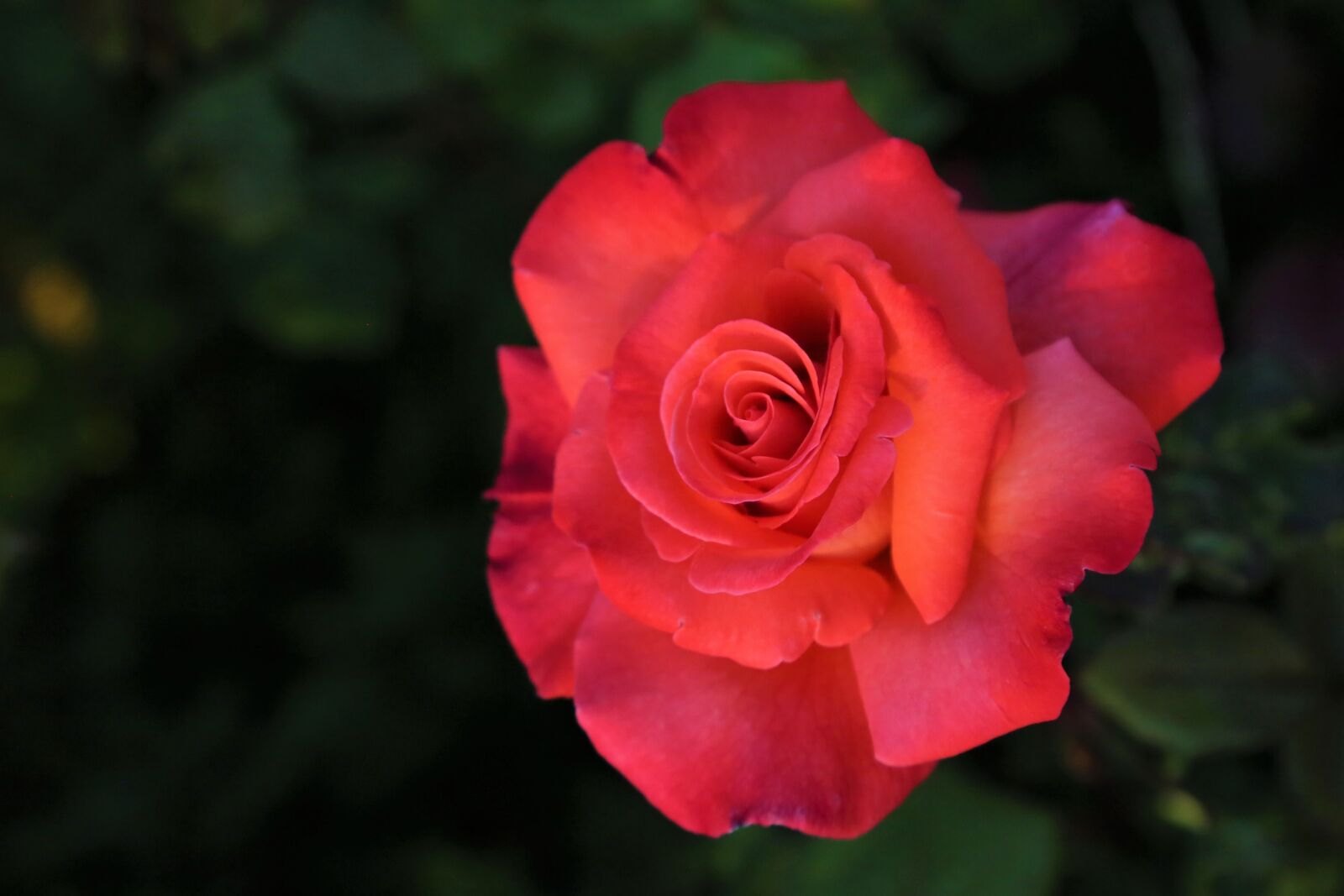 Canon EF 24-105mm F4L IS USM sample photo. Rose, spring, nature photography