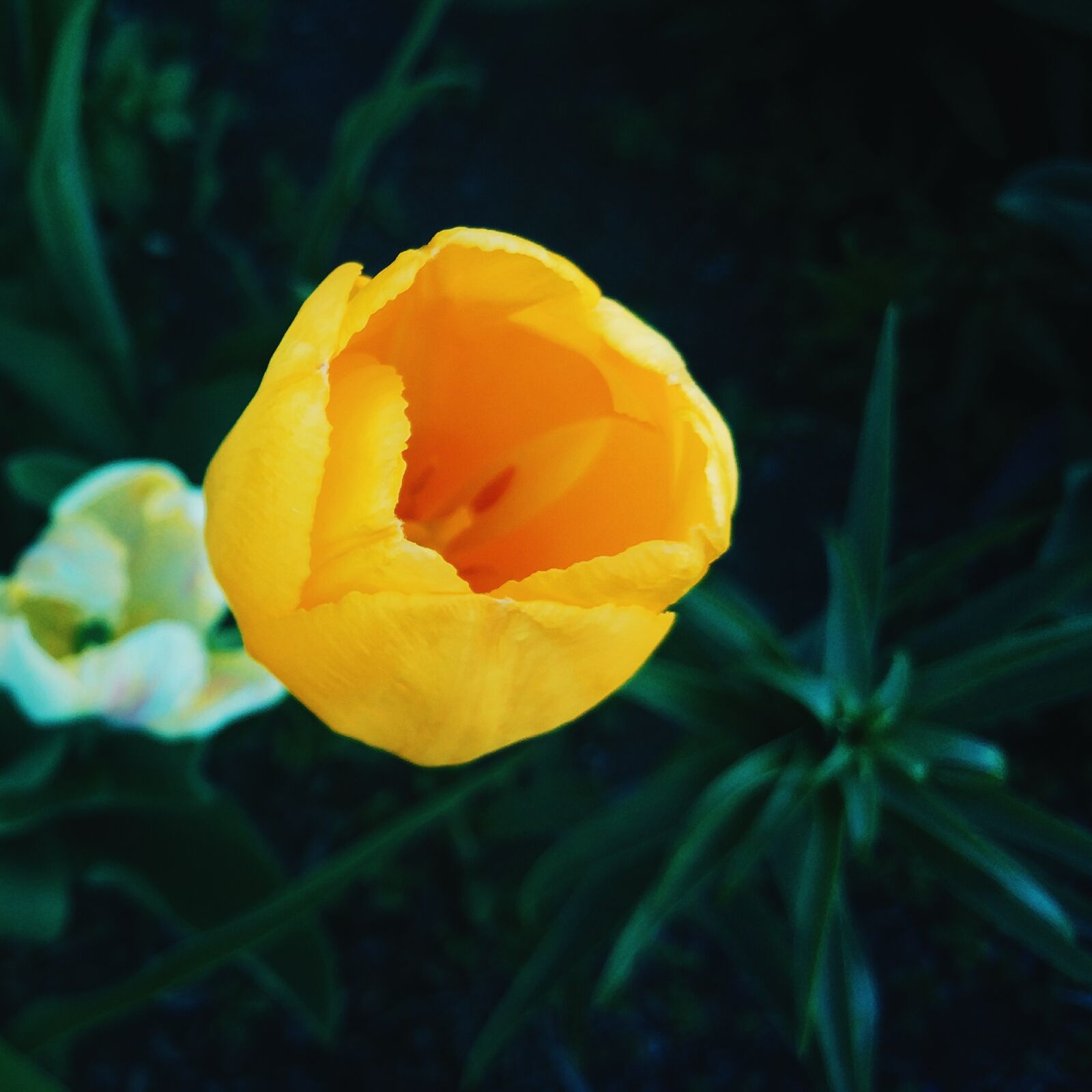 LG G5 sample photo. Yellow, white, flower photography