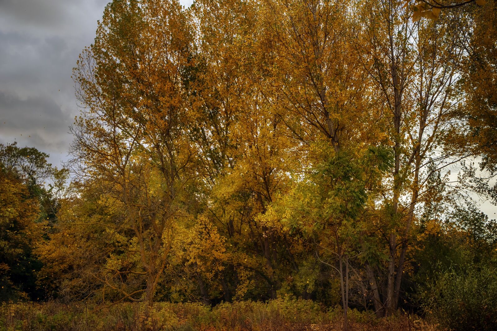 Nikon D3300 sample photo. Autumn, trees, leaves photography