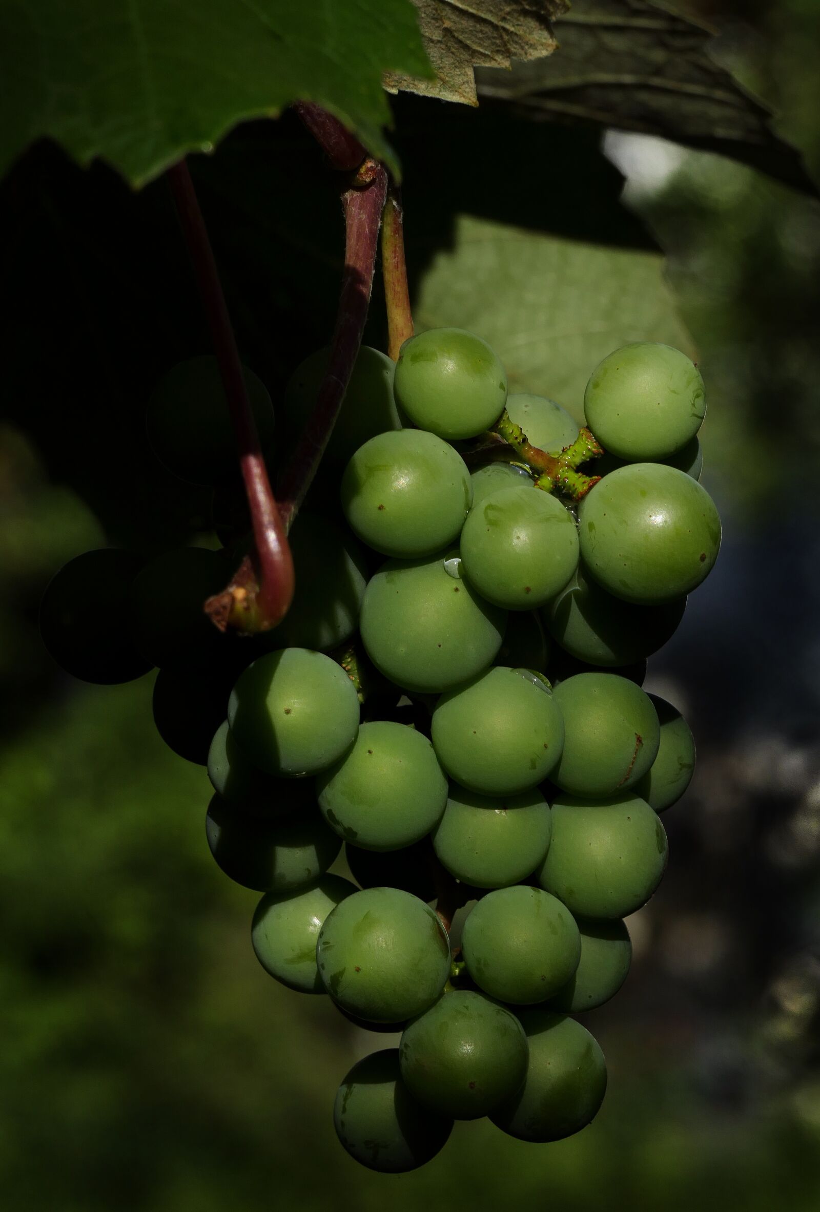 Panasonic Lumix DMC-FZ1000 sample photo. Grapes, wine berries, panicle photography