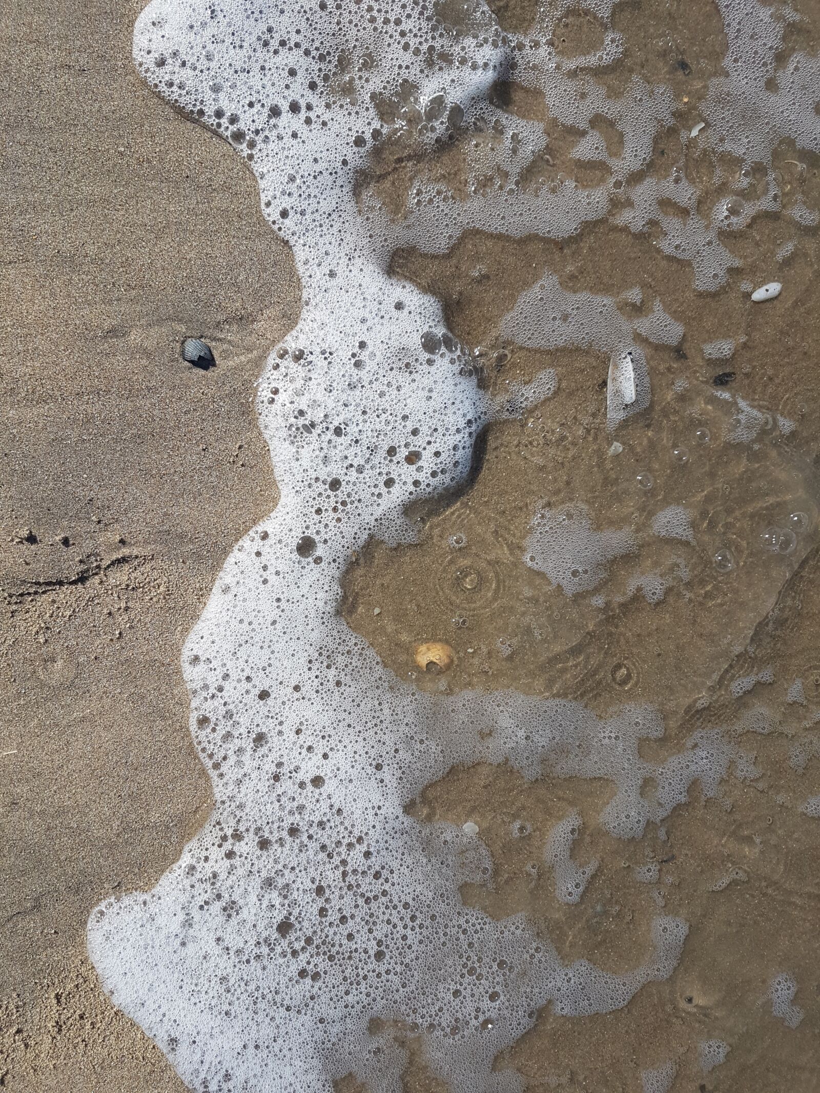 Samsung Galaxy S7 Edge sample photo. Shell, sand, beach photography