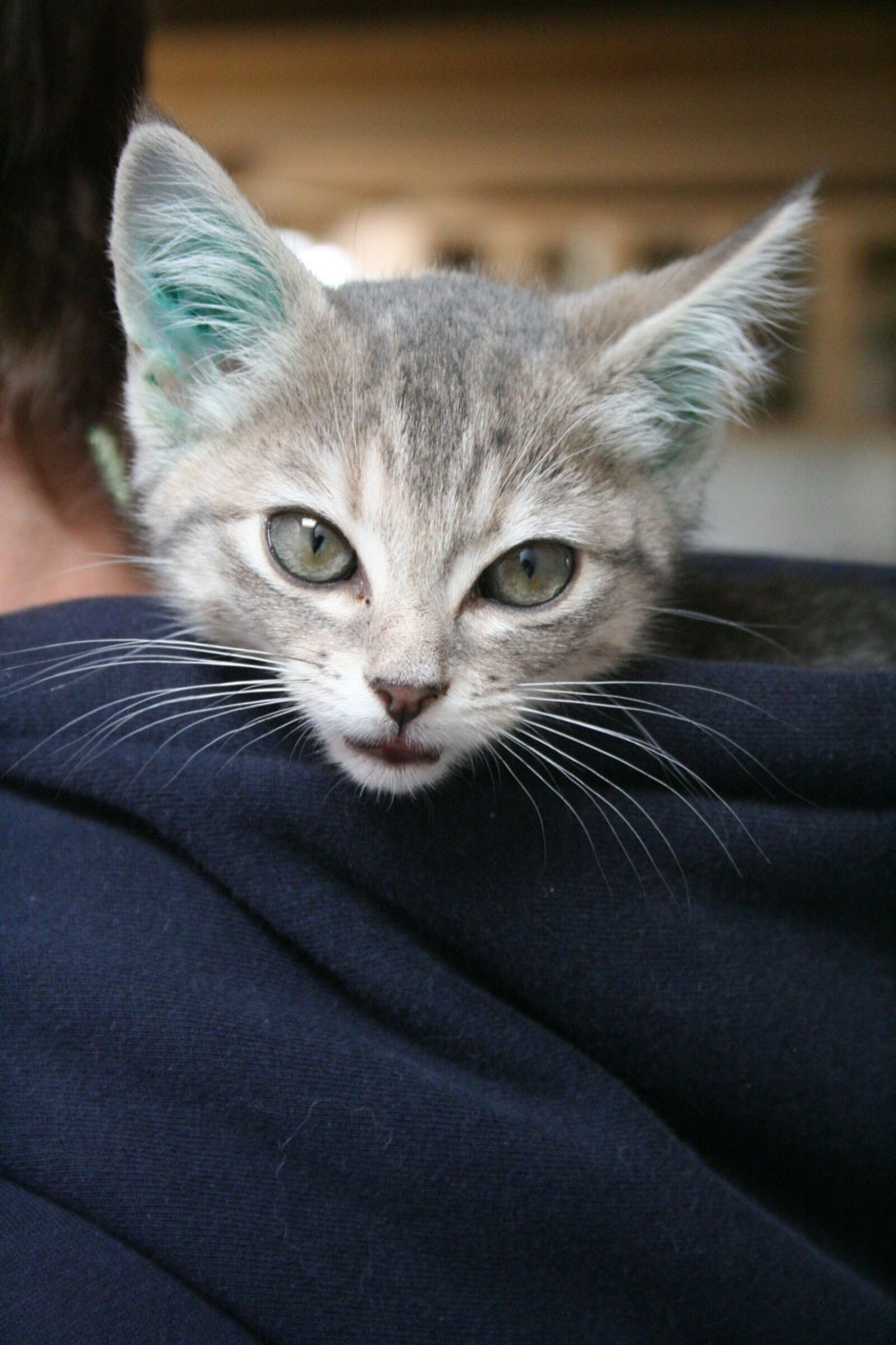 Canon EOS 350D (EOS Digital Rebel XT / EOS Kiss Digital N) sample photo. Kitten, cat, kitty photography