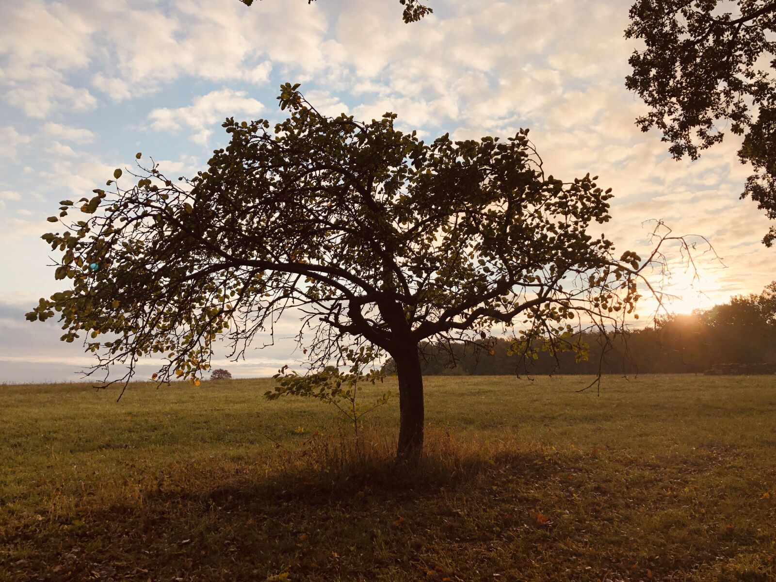 iPhone X back dual camera 4mm f/1.8 sample photo. Tree, sunrise, autumn photography
