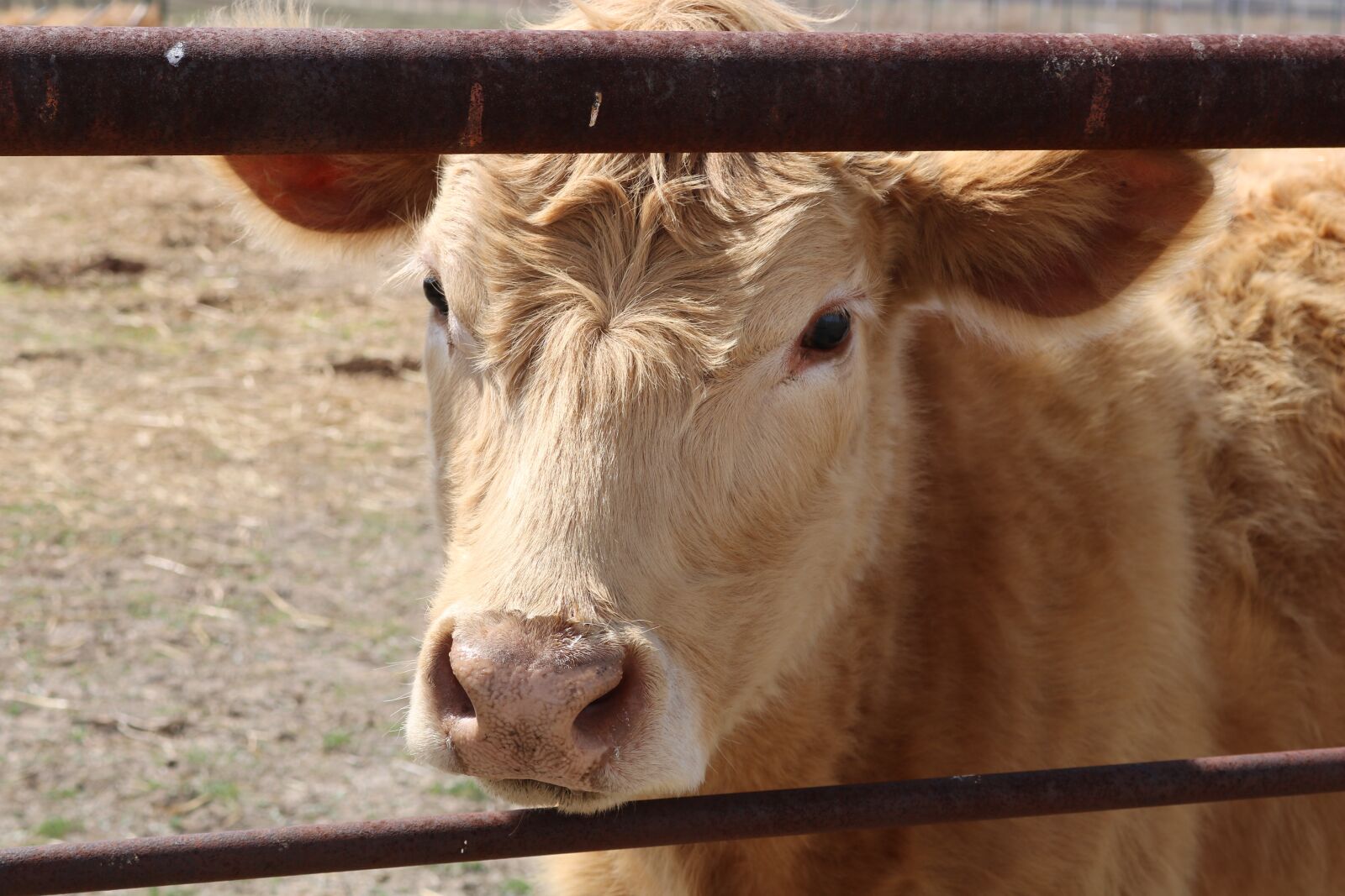 Canon EOS 750D (EOS Rebel T6i / EOS Kiss X8i) sample photo. Cow, agriculture, cattle photography