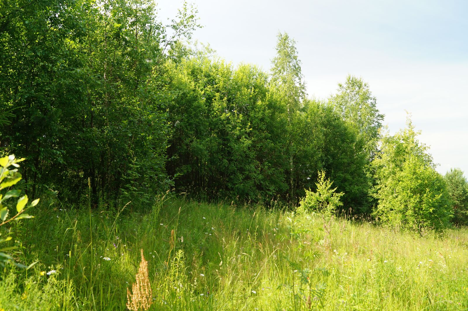 Sony SLT-A57 sample photo. Summer, nature, landscape photography