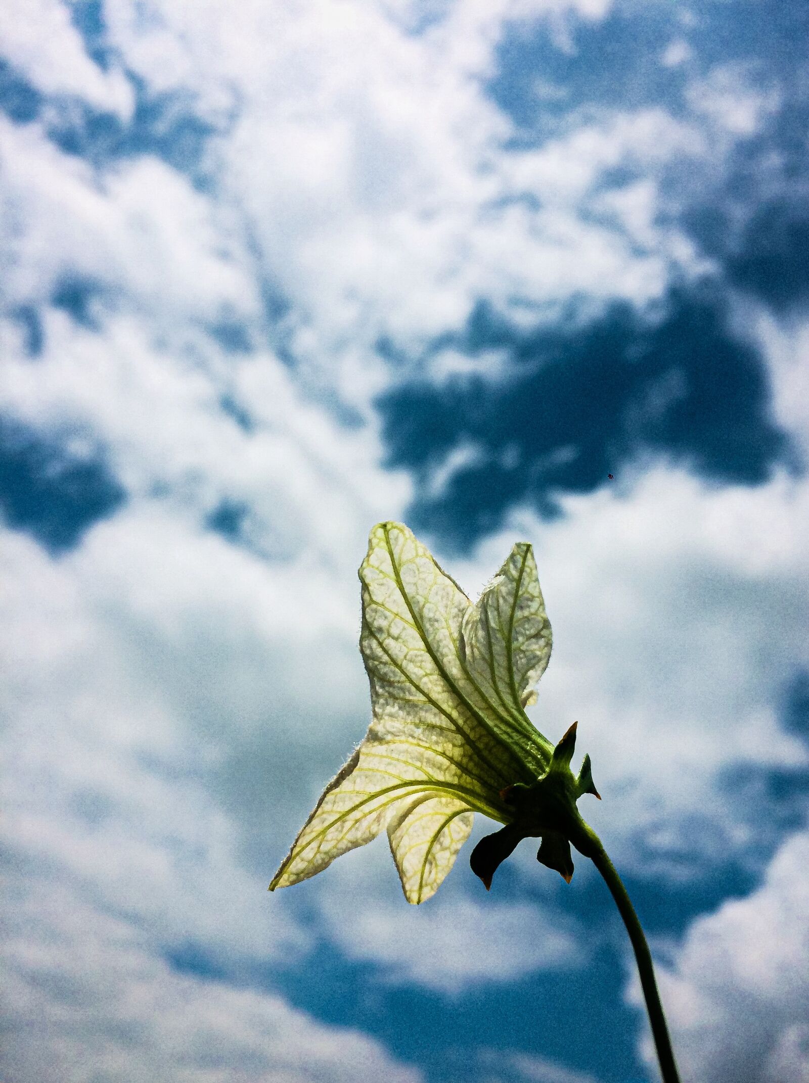 Apple iPhone 5s sample photo. Flower, nature beauty, weather photography