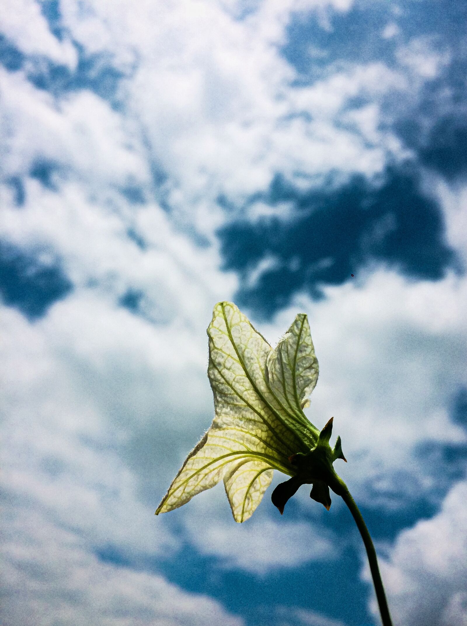 iPhone 5s back camera 4.15mm f/2.2 sample photo. Flower, nature beauty, weather photography