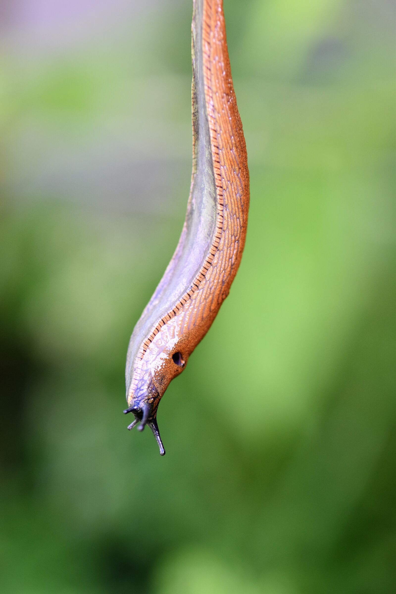 Nikon D5500 sample photo. Slug, snail, mollusk photography
