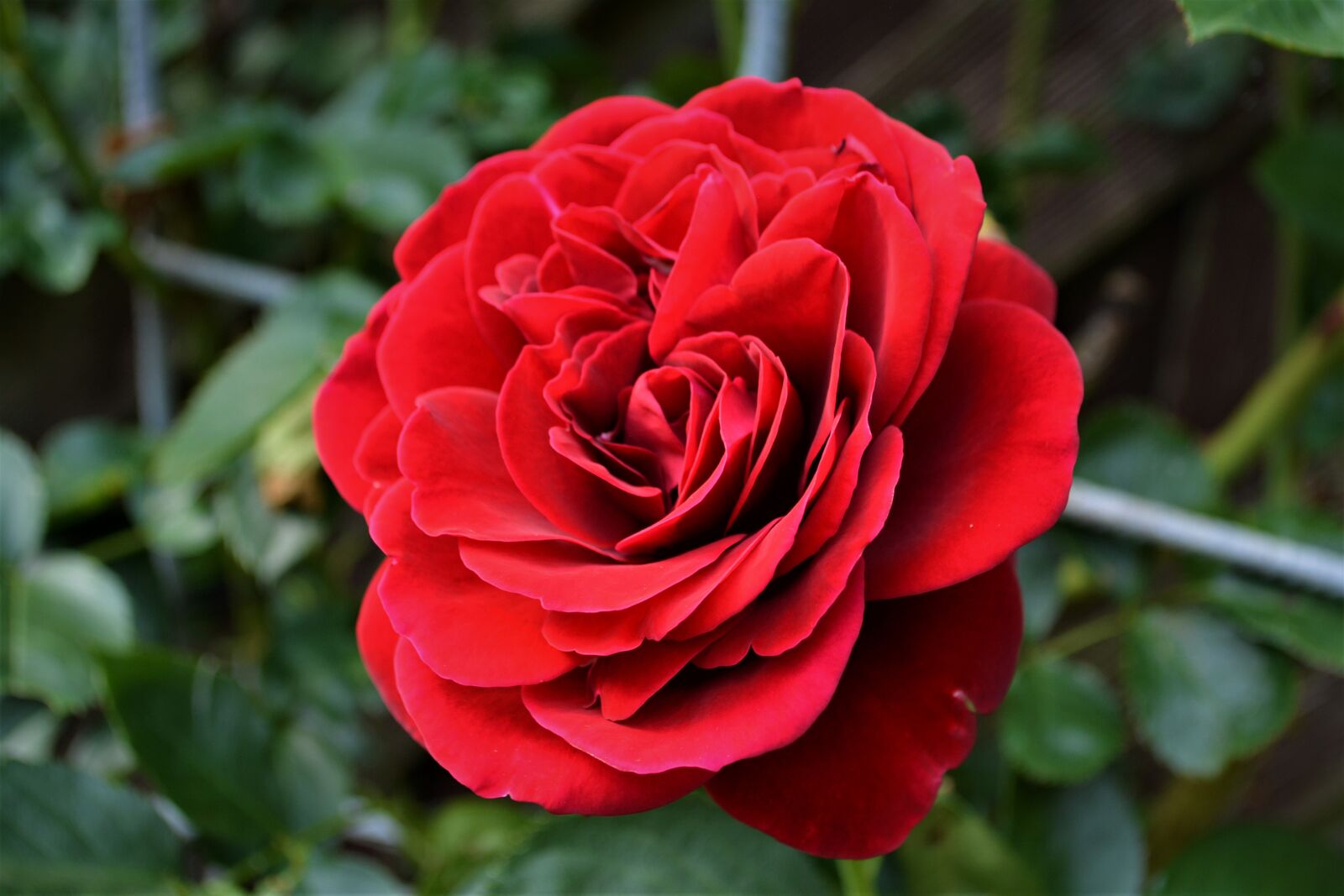 Nikon D5200 sample photo. Rose, red rose, blossom photography