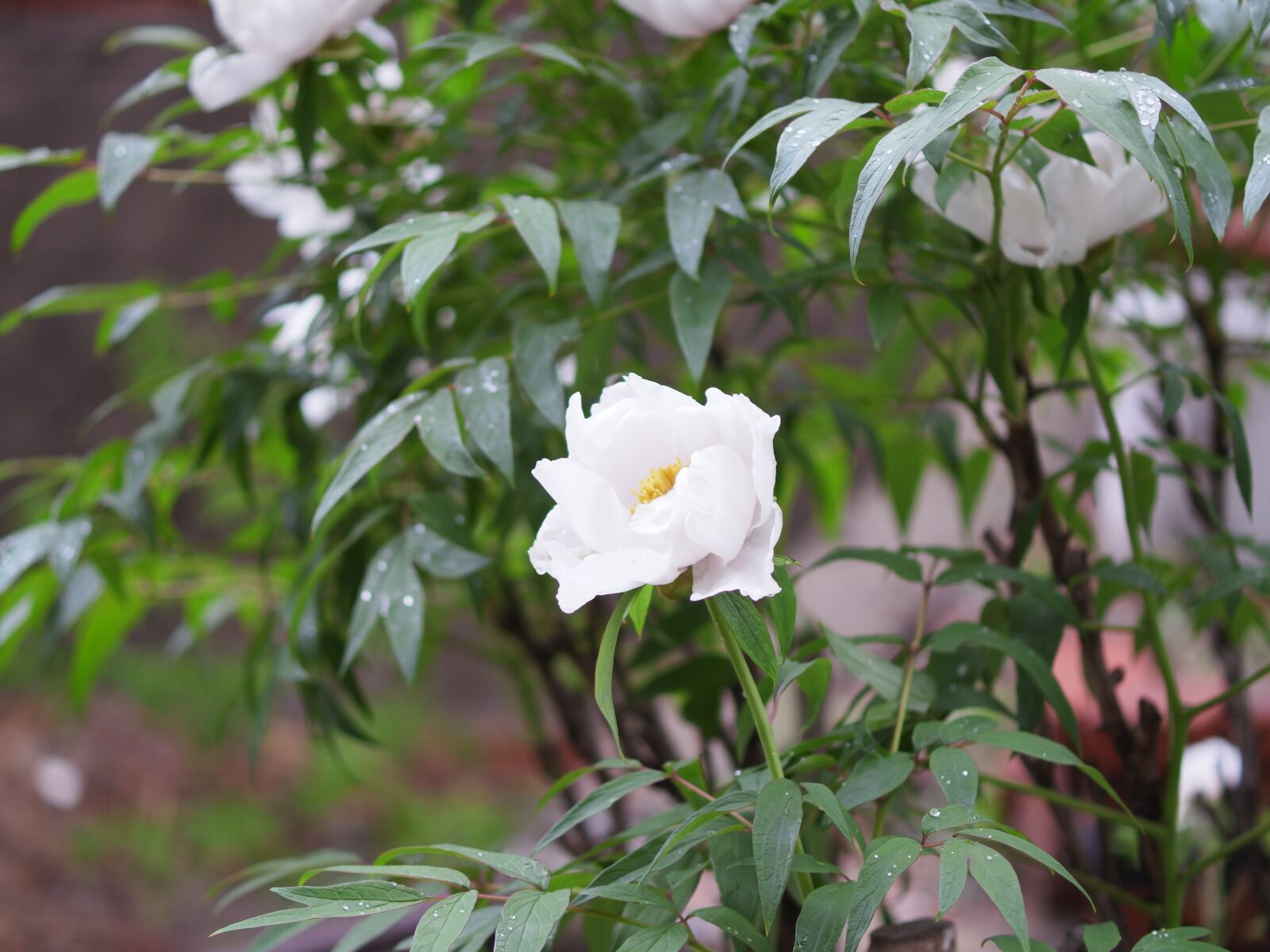 XIAOYI 42.5mm F1.8 sample photo. White flower, macro, flower photography