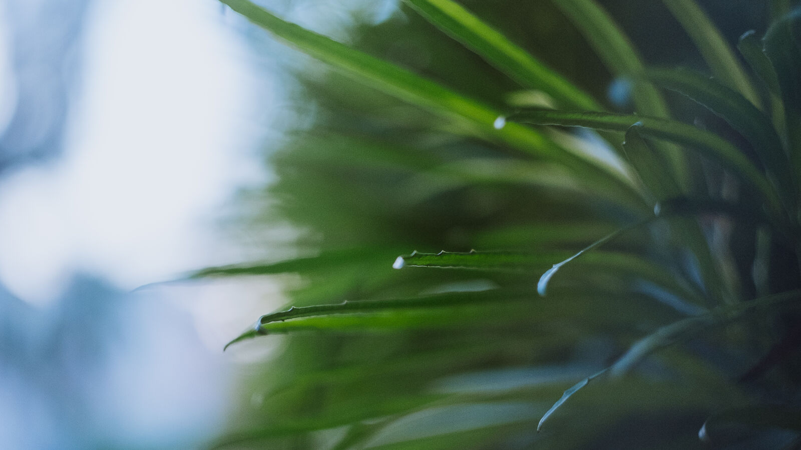 Fujifilm X-T1 sample photo. Bokeh, film, fuji, helios photography