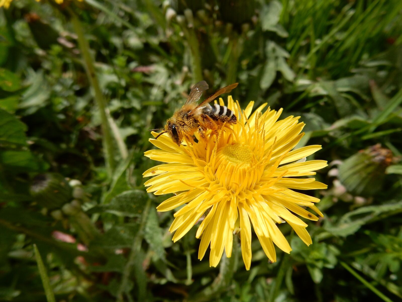 Nikon Coolpix S9700 sample photo. Bee, flower, dandelion photography