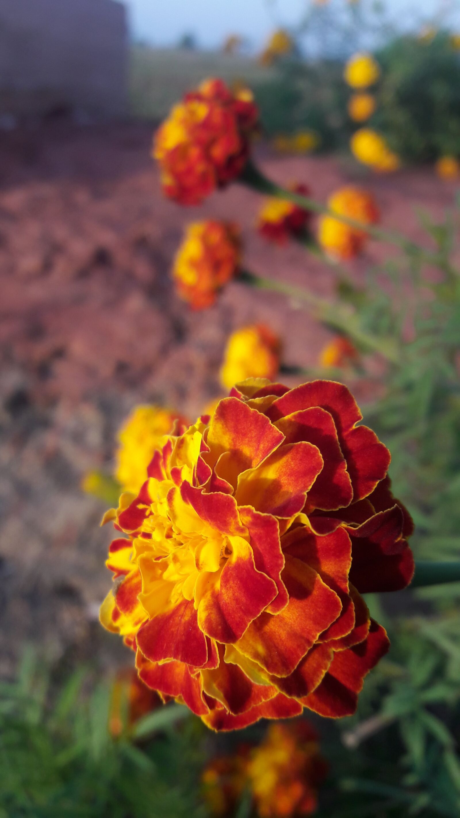Samsung Galaxy A5(2016) sample photo. Nature, flower, flora photography
