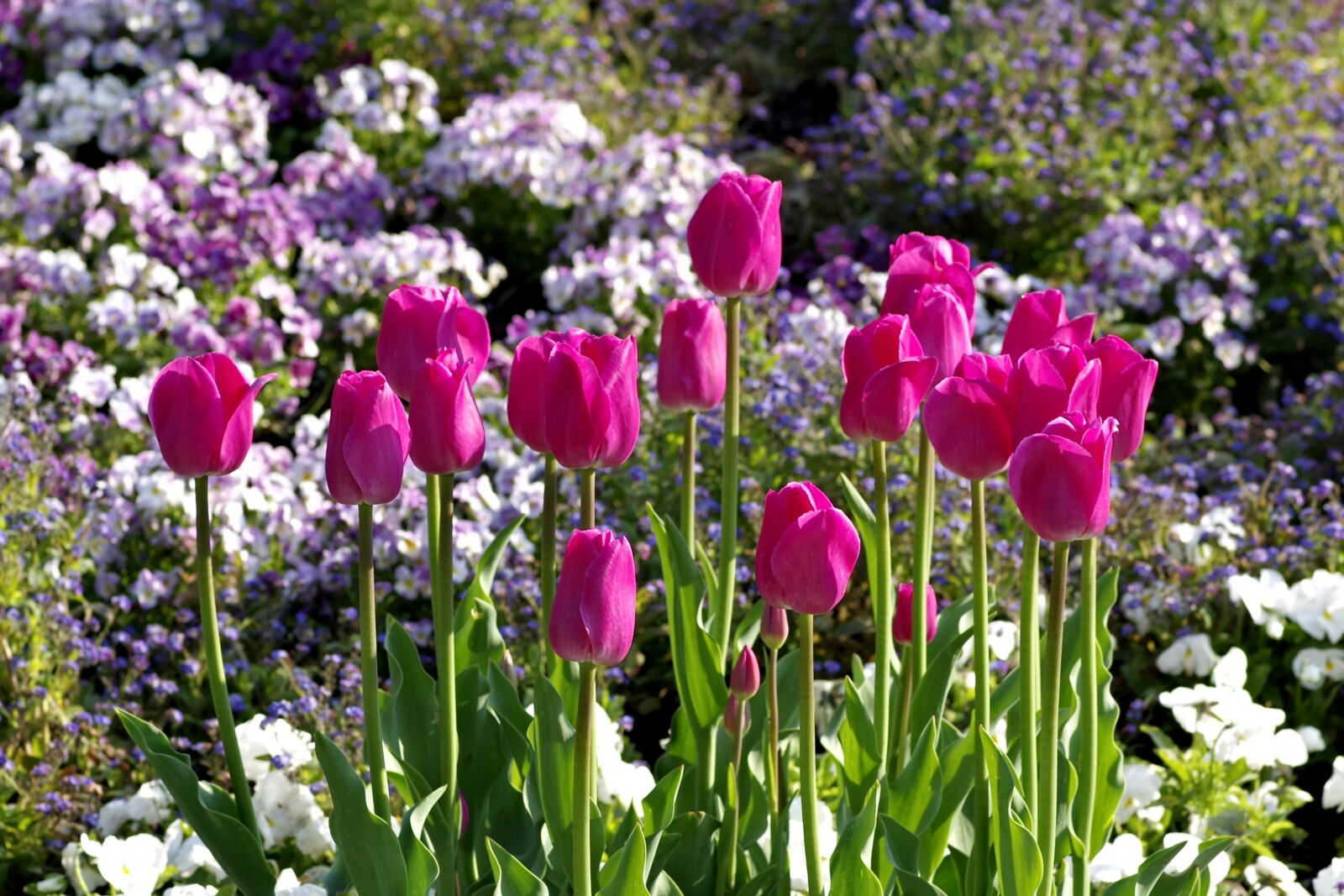 Pentax K-S2 sample photo. Tulips, pink, karmazynowe photography